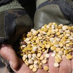 The captagon trade cuts across all sides in the Syrian civil war, with the drug now the country's biggest export - OMAR HAJ KADOUR